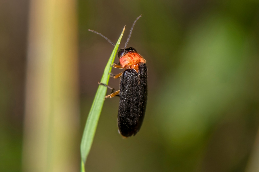 1:  Firefly (<i>Luciola lusitanica</i>). &copy; Pete's Photography - www.peterhardimanphoto.com