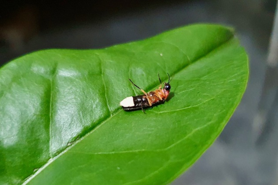 2:  Firefly (<i>Luciola lusitanica</i>). &copy; Giannis Gasteratos