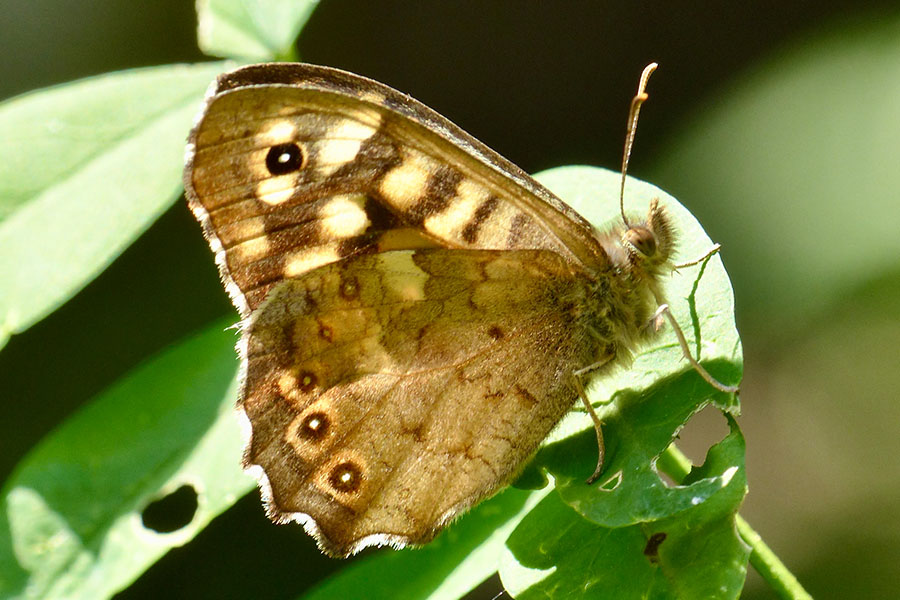 4:  Speckled Wood (<i>Pararge aegeria</i>). Achilleio 18/04/2019 Photo &copy; Dan Danahar 2019