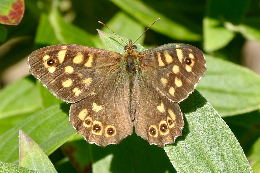 1:  Speckled Wood (<i>Pararge aegeria</i>). Arillas 18/04/2017 Photo &copy; Dan Danahar 2017