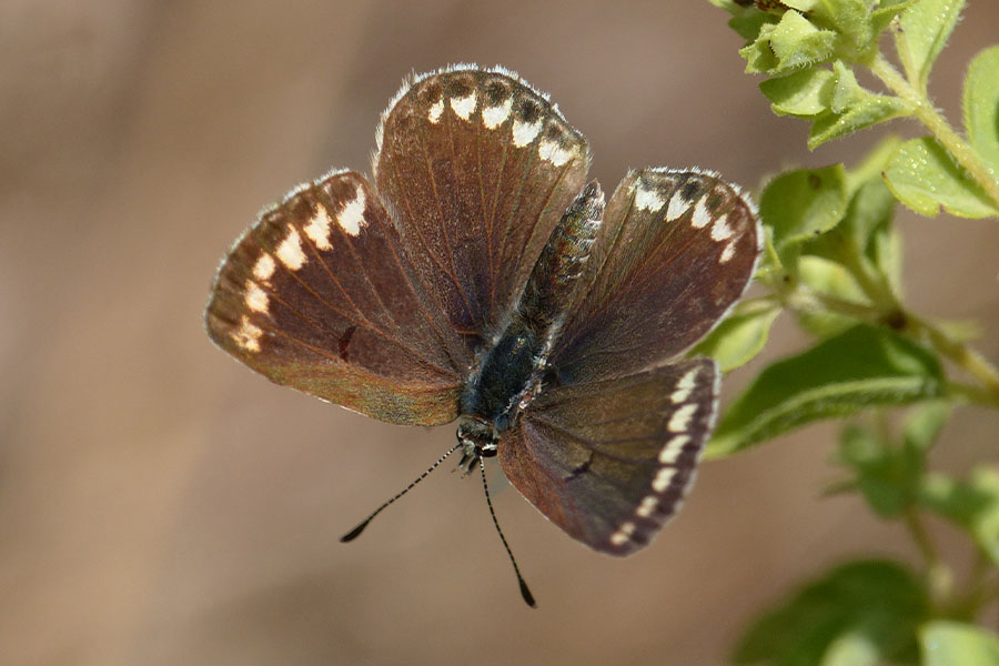 5:  Brown Argus (<i>Aricia agestis</i>). Mt Pantokrator 08/04/2020 Photo &copy; Dan Danahar 2020