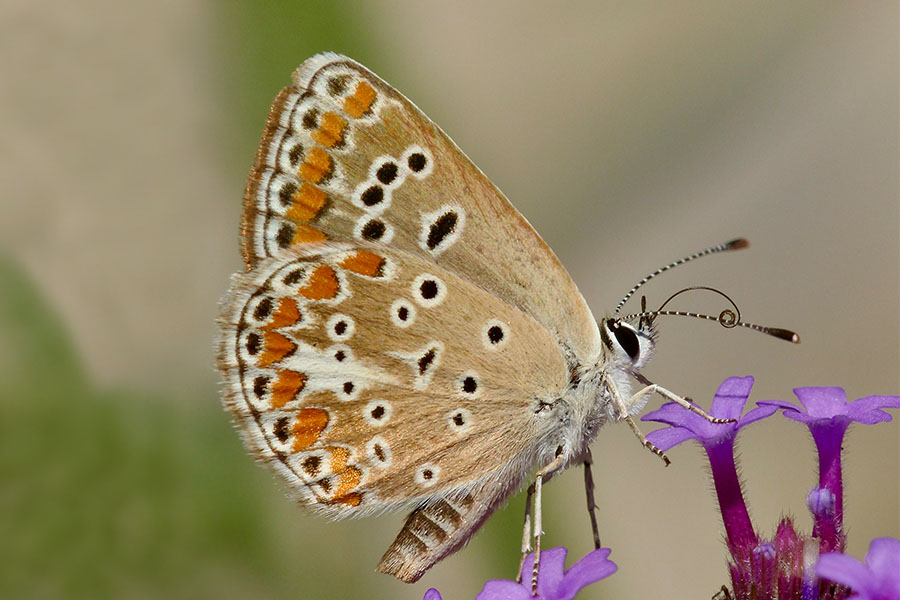 7:  Brown Argus (<i>Aricia agestis</i>). Arillas 24/08/2014 Photo &copy; Dan Danahar 2014