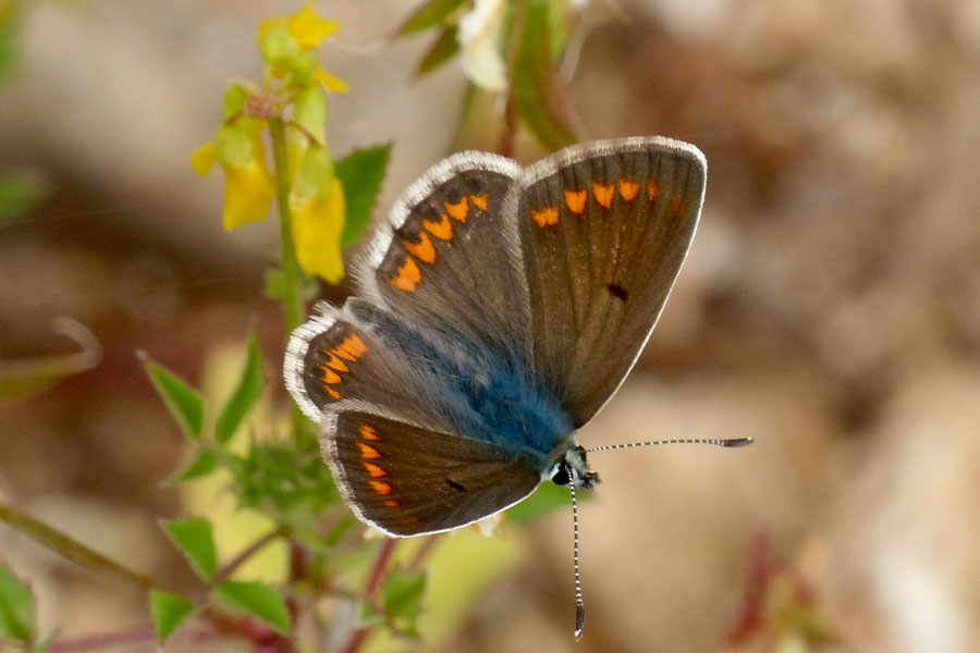 4:  Brown Argus (<i>Aricia agestis</i>). Dassia 17/04/2017 Photo &copy; Dan Danahar 2017