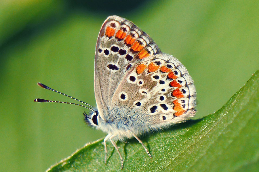 6:  Brown Argus (<i>Aricia agestis</i>). Paleokastritsa 17/10/2017 Photo &copy; Dan Danahar 2017