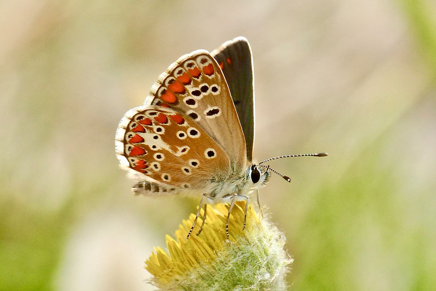 8:  Brown Argus (<i>Aricia agestis</i>). Paleokastritsa 03/04/2017 Photo &copy; Dan Danahar 2017