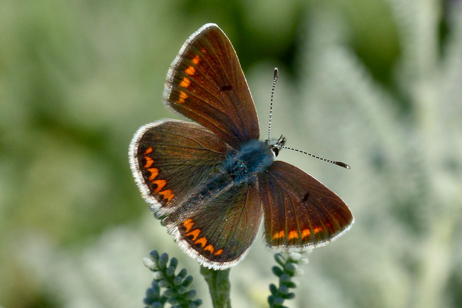1:  Brown Argus (<i>Aricia agestis</i>). Arillas 17/04/2018 Photo &copy; Dan Danahar 2018