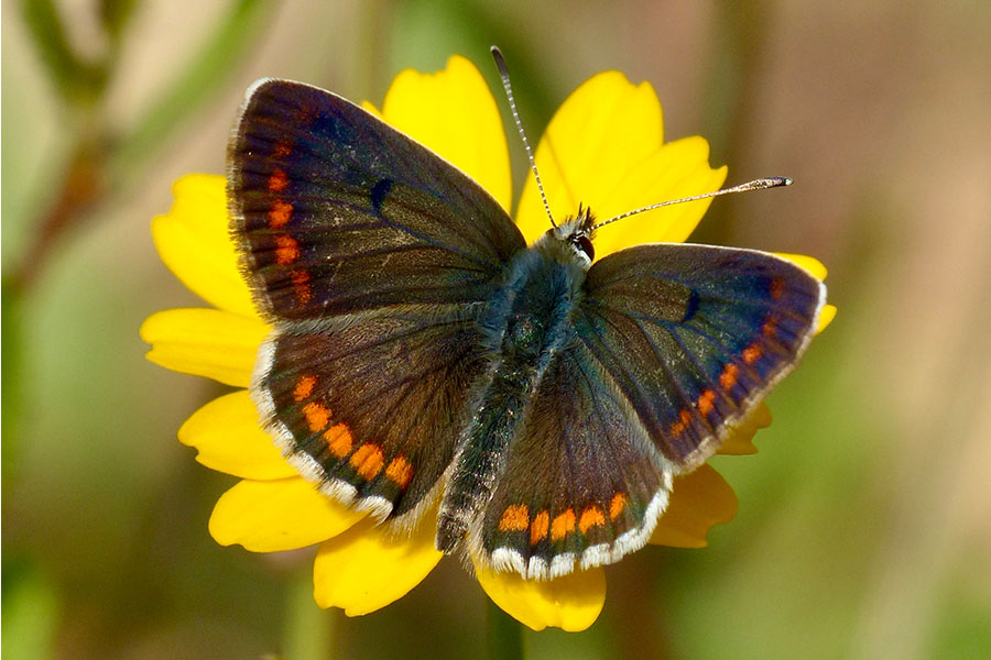 2:  Brown Argus (<i>Aricia agestis</i>). Dassia 17/04/2017 Photo &copy; Dan Danahar 2017