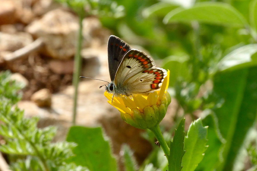 11:  Brown Argus (<i>Aricia agestis</i>). Dassia 17/04/2017 Photo &copy; Dan Danahar 2017