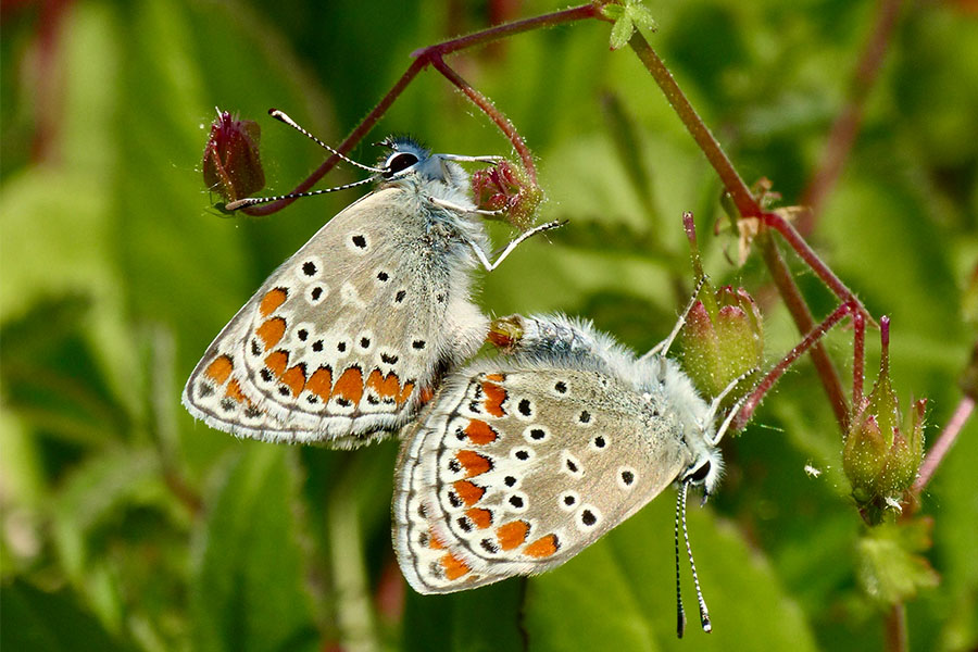 9:  Brown Argus (<i>Aricia agestis</i>). Kyprinades 12/04/2017 Photo &copy; Dan Danahar 2017