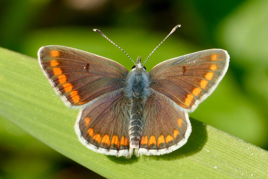 3:  Brown Argus (<i>Aricia agestis</i>). Dassia 12/04/2017 Photo &copy; Dan Danahar 2017