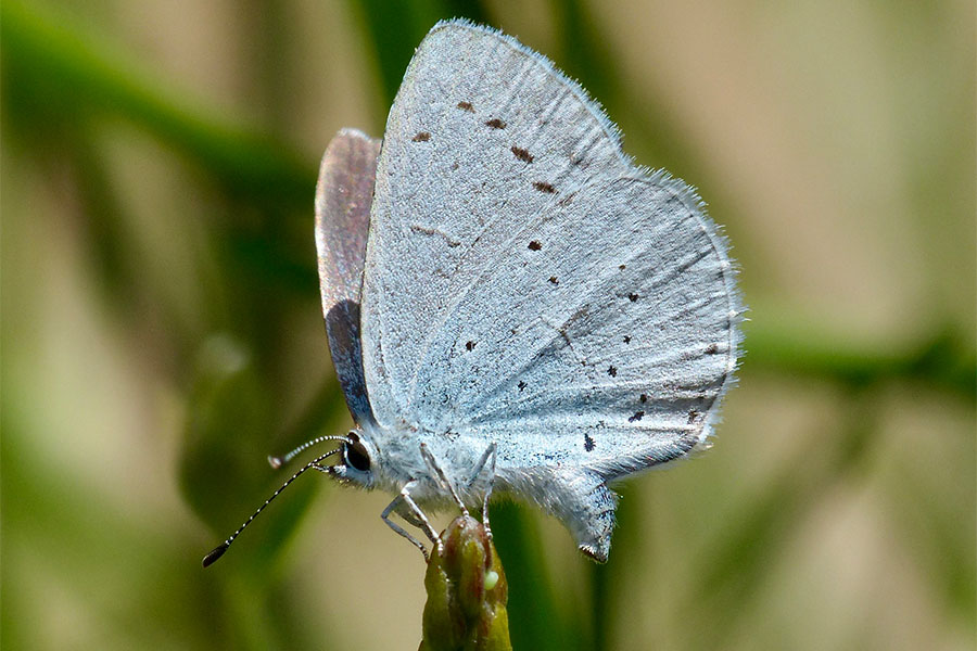 1:  Holly Blue (<i>Celastrina argiolus</i>). Mt. Araklis 16/04/2019 Photo &copy; Dan Danahar 2019