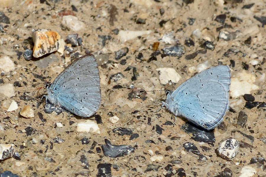 4:  Holly Blue (<i>Celastrina argiolus</i>). Kyprinades 14/04/2019 Photo &copy; Dan Danahar 2019