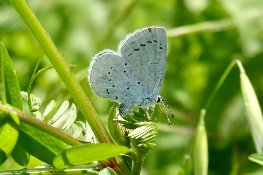 2:  Holly Blue (<i>Celastrina argiolus</i>). Ropa Valley 13/04/2019 Photo &copy; Dan Danahar 2019