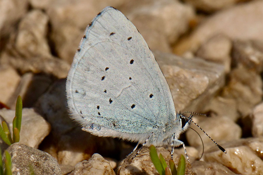 3:  Holly Blue (<i>Celastrina argiolus</i>). Kyprinades 04/04/2015 Photo &copy; Dan Danahar 2015