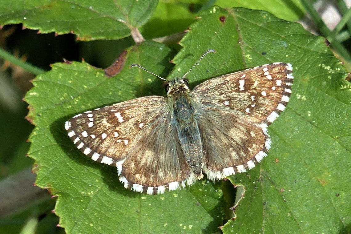 1:  Oberthür's Grizzled Skipper (<i>Pyrgus armoricanus</i>). A female Oberthur's Grizzled Skipper Photo &copy; Bri Smith 2020