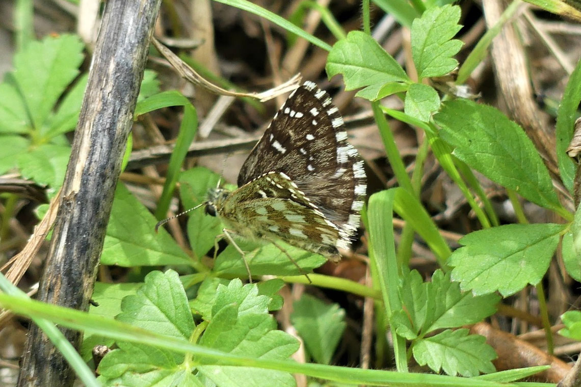 4:  Oberthür's Grizzled Skipper (<i>Pyrgus armoricanus</i>). A female Oberthur's Grizzled Skipper Photo &copy; Bri Smith 2020
