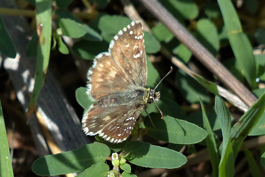 2:  Oberthür's Grizzled Skipper (<i>Pyrgus armoricanus</i>). Aghios Georgios North 06/10/2020 Photo &copy; Bri Smith 2020