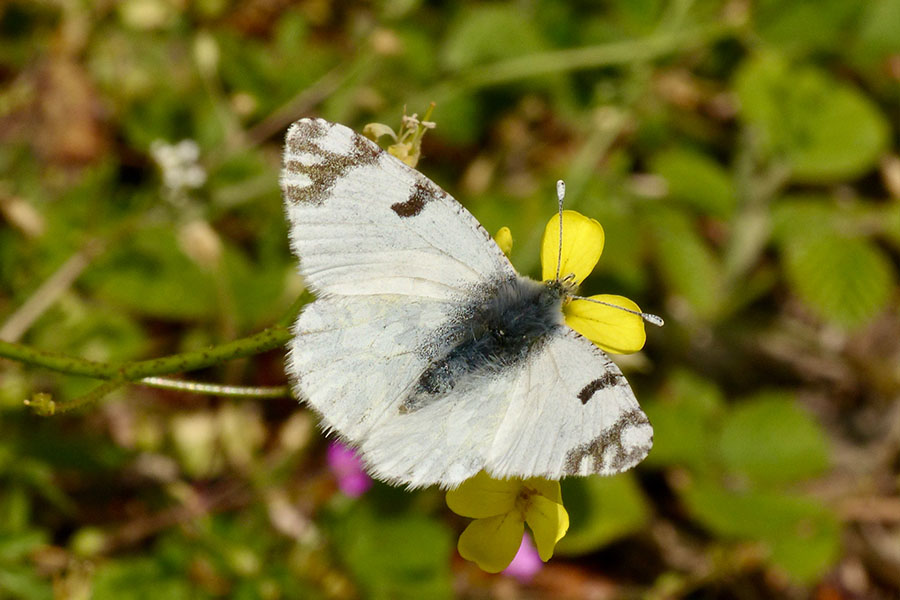 1:  Eastern Dappled White (<i>Euchloe ausonia</i>). Kyprinades 08/04/2015 Photo &copy; Dan Danahar 2015