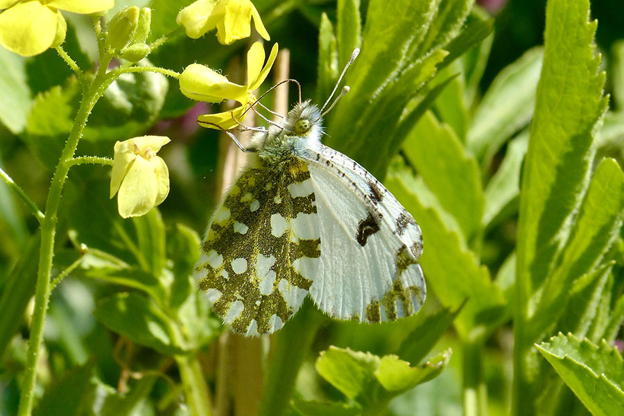 2:  Eastern Dappled White (<i>Euchloe ausonia</i>). Old Perithia 09/04/2017 Photo &copy; Dan Danahar 2017