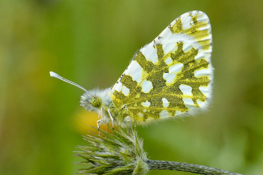 4:  Eastern Dappled White (<i>Euchloe ausonia</i>). Dassia 12/04/2017 Photo &copy; Dan Danahar 2017