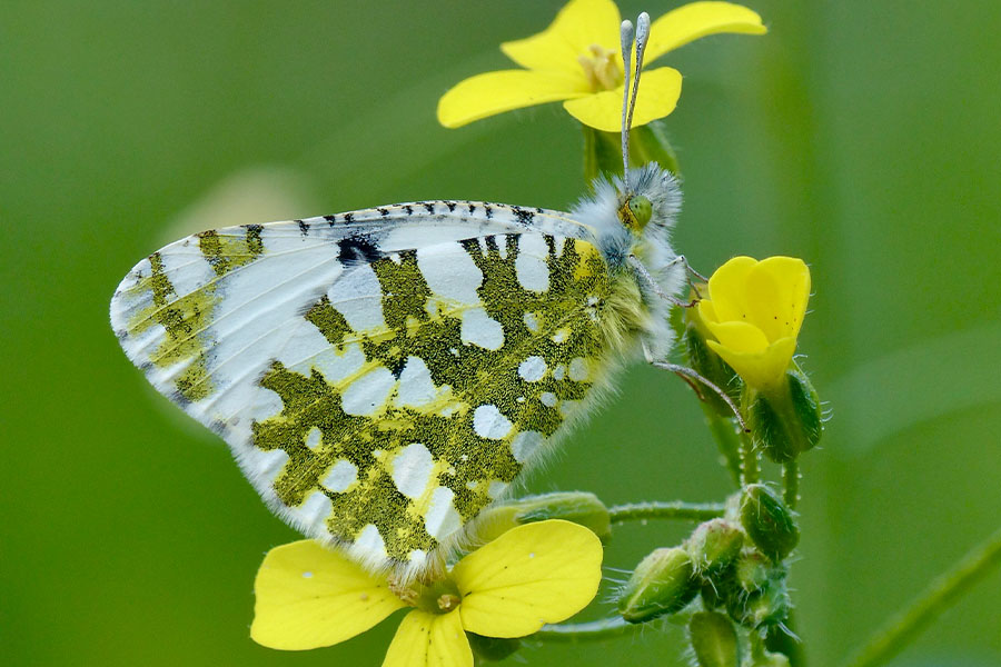 3:  Eastern Dappled White (<i>Euchloe ausonia</i>). Mt. Araklis 16/04/2019 Photo &copy; Dan Danahar 2019