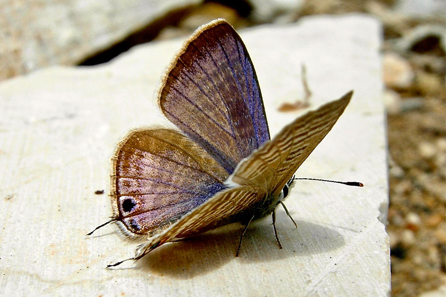 3:  Long-tailed Blue (<i>Lampides boeticus</i>). Kanoni 24/07/2008 Photo &copy; Dan Danahar 2008