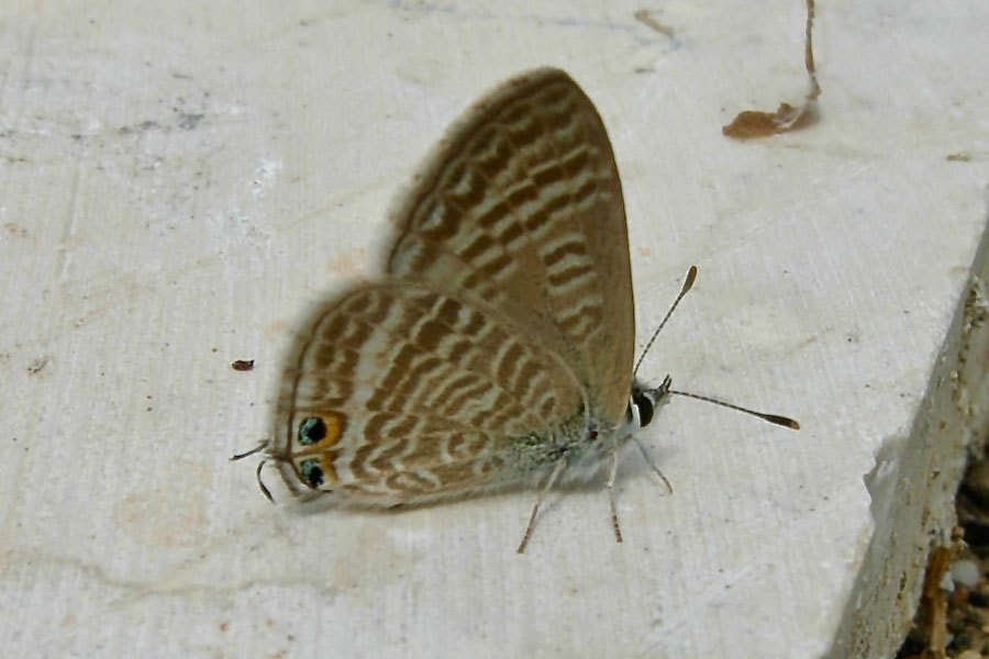 2:  Long-tailed Blue (<i>Lampides boeticus</i>). Kanoni 24/07/2008 Photo &copy; Dan Danahar 2008
