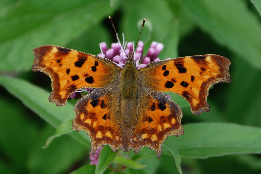1:  Comma (<i>Polygonia c-album</i>). Photo &copy; Dan Danahar