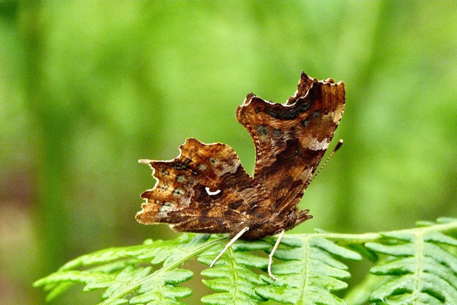 2:  Comma (<i>Polygonia c-album</i>). Photo &copy; Dan Danahar