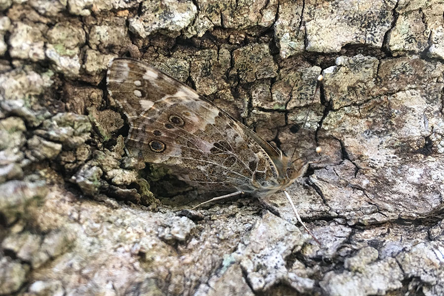 3:  Painted Lady (<i>Vanessa cardui</i>). Fundana 14/04/2019 Photo &copy; Dan Danahar 2019