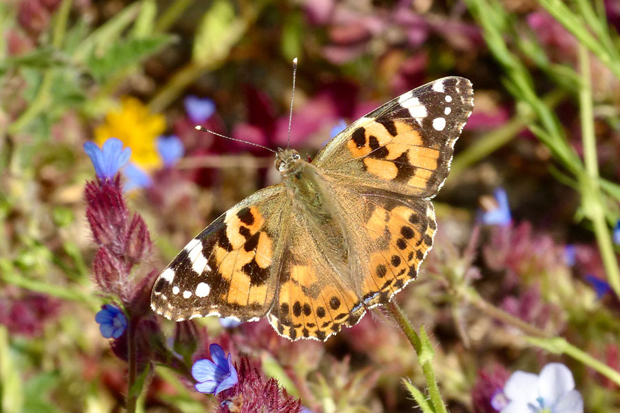 1:  Painted Lady (<i>Vanessa cardui</i>). Dassia 14/04/2017 Photo &copy; Dan Danahar 2017