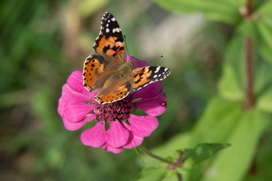 2:  Painted Lady (<i>Vanessa cardui</i>). 06/11/2023 Photo &copy;Rob Kesseler 2023