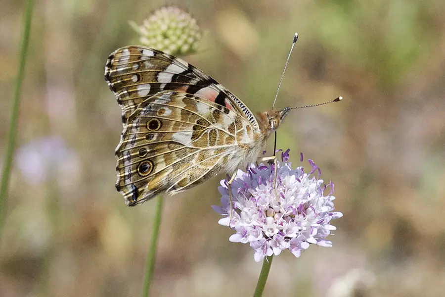 5:  Painted Lady (<i>Vanessa cardui</i>). 06/11/2023 Photo ©Rob Kesseler 