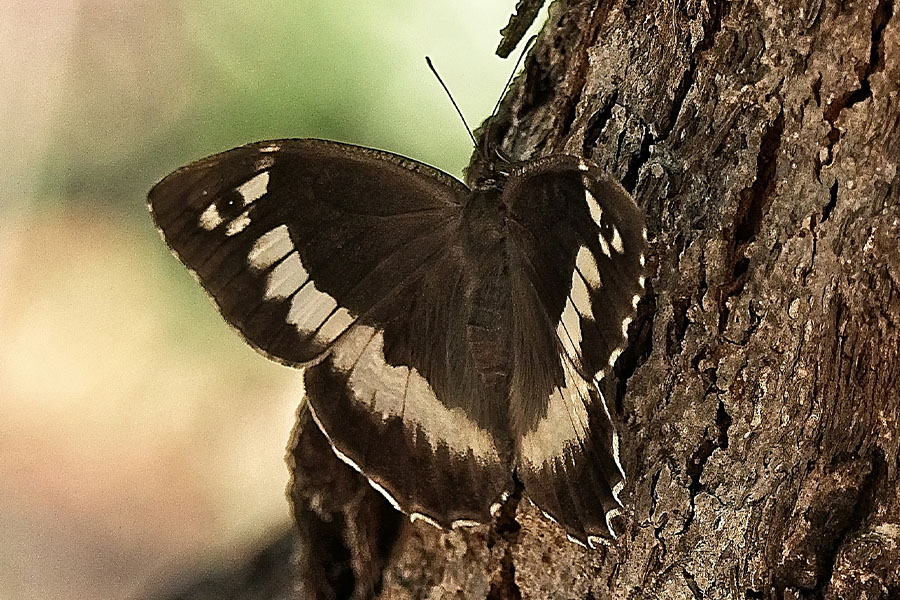 2:  Great Banded Grayling (<i>Brintesia circe</i>). 29/06/2019 Photo &copy; Bob Giles 2019