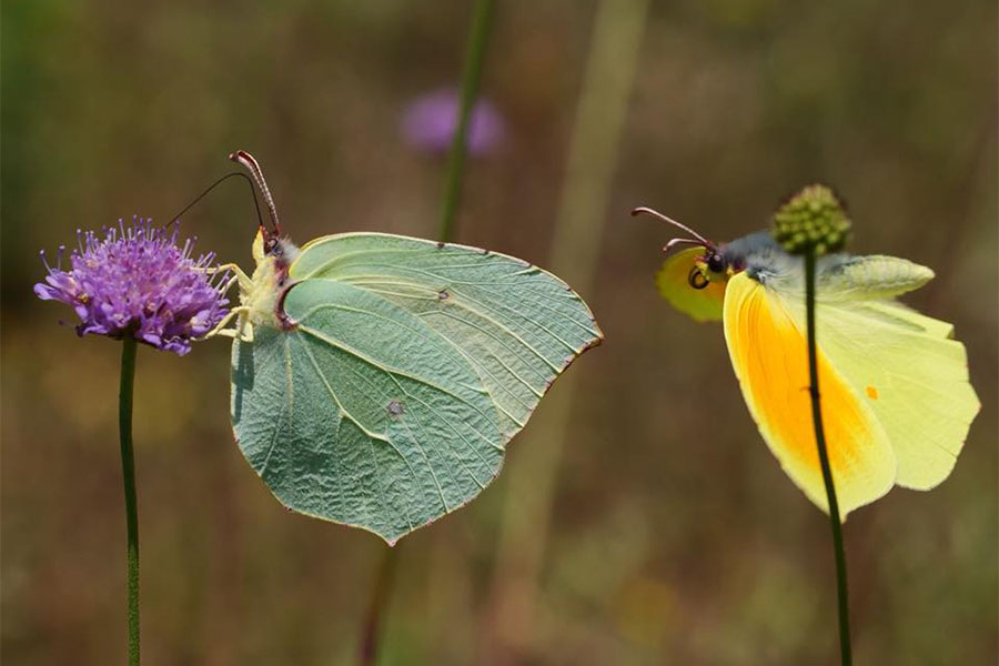 4:  Cleopatra (<i>Gonepteryx cleopatra</i>). North-east of Temploni 28/05/2018 Photo &copy; David Cook 2018