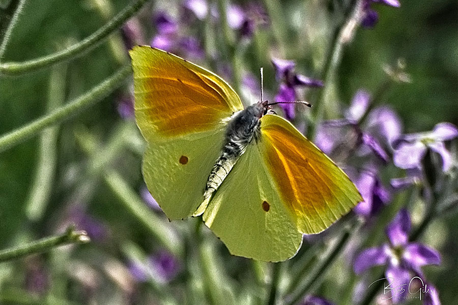 2:  Cleopatra (<i>Gonepteryx cleopatra</i>). Almyros 02/06/2019 Photo &copy; Bob Giles 2019