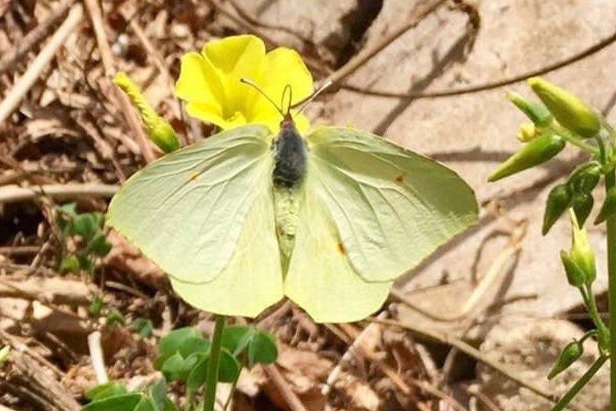 3:  Cleopatra (<i>Gonepteryx cleopatra</i>). Kalafationes 08/03/2019 Photo &copy; Anne Sordinas 2019