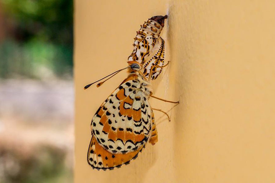 10:  Spotted Fritillary (<i>Melitaea didyma</i>). Loutes 14/07/2016 Photo &copy; Bob Giles 2016