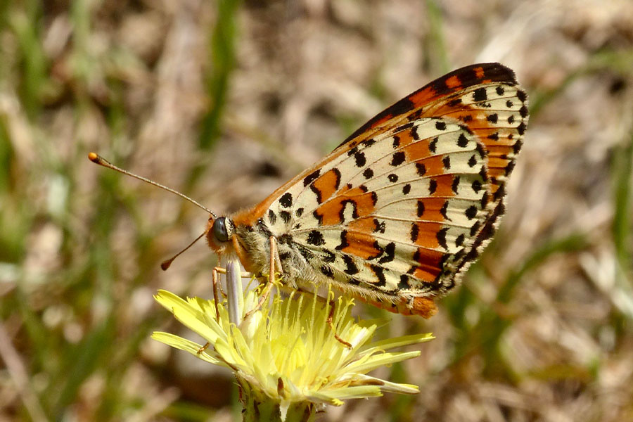 8:  Spotted Fritillary (<i>Melitaea didyma</i>). Corfu Lake District - Fundana 11/05/2015 Photo &copy; Dan Danahar 2015