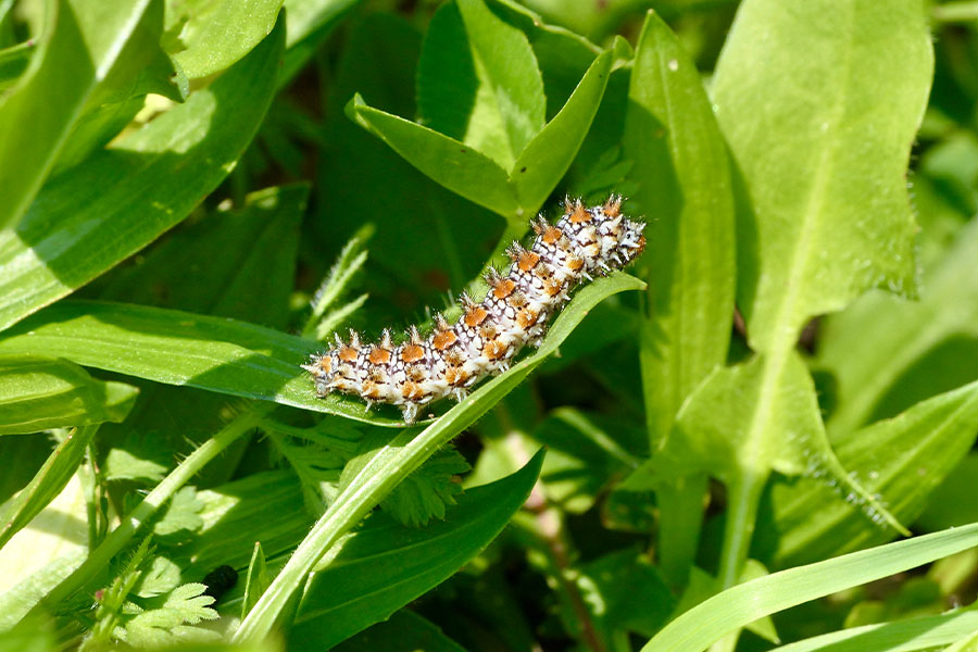 13:  Spotted Fritillary (<i>Melitaea didyma</i>). Ermones 10/04/2017 Photo &copy; Dan Danahar 2017