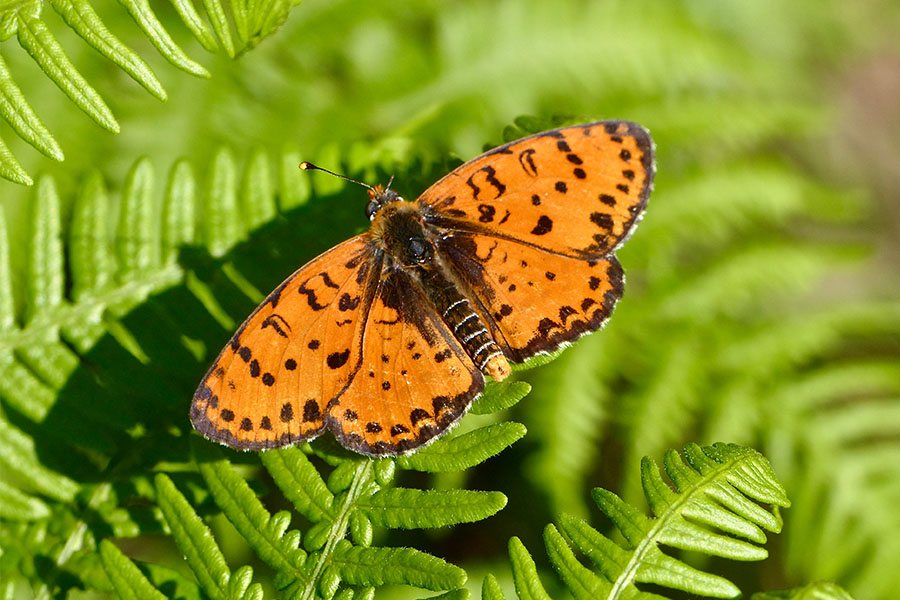 1:  Spotted Fritillary (<i>Melitaea didyma</i>). Mt Pantokrator 05/06/2016 Photo &copy; Dan Danahar 2016