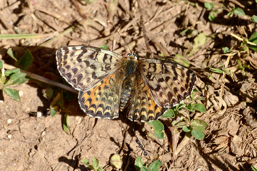 2:  Spotted Fritillary (<i>Melitaea didyma</i>). Mt Pantokrator 05/06/2016 Photo &copy; Dan Danahar 2016