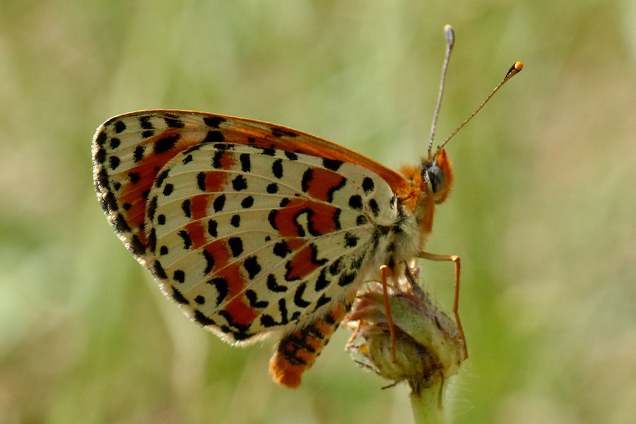7:  Spotted Fritillary (<i>Melitaea didyma</i>). Erimitis 14/05/2015 Photo &copy; Dan Danahar 2015