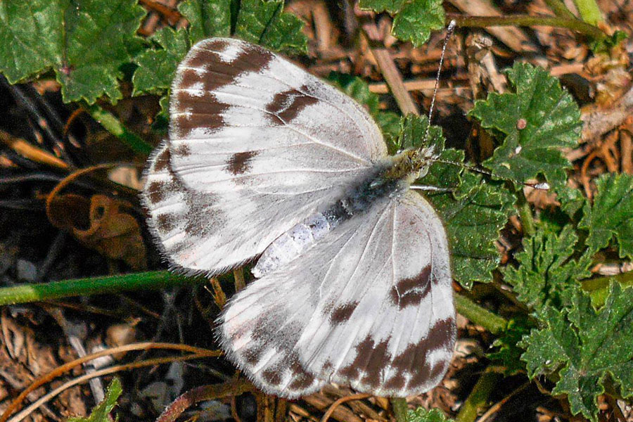 1:  Eastern Bath White (<i>Pontia edusa</i>). Loutes 23/06/2015 Photo &copy; Bob Giles 2015
