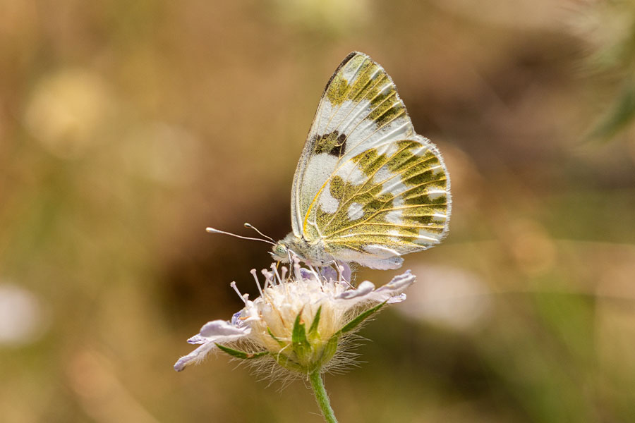 2:  Eastern Bath White (<i>Pontia edusa</i>). Lake Kirkini, Central Macedonia, Greece 17/06/2019 Photo &copy; Steven Cheshire 2019