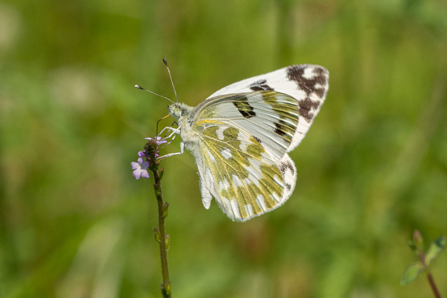 3:  Eastern Bath White (<i>Pontia edusa</i>). Lake Kirkini, Central Macedonia, Greece 20/06/2019 Photo &copy; Steven Cheshire 2019