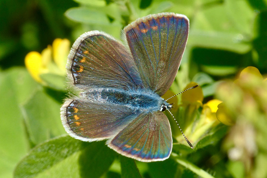 3:  Common Blue (<i>Polyommatus icarus</i>). Kyprinades 20/04/2017 Photo &copy; Dan Danahar 2017