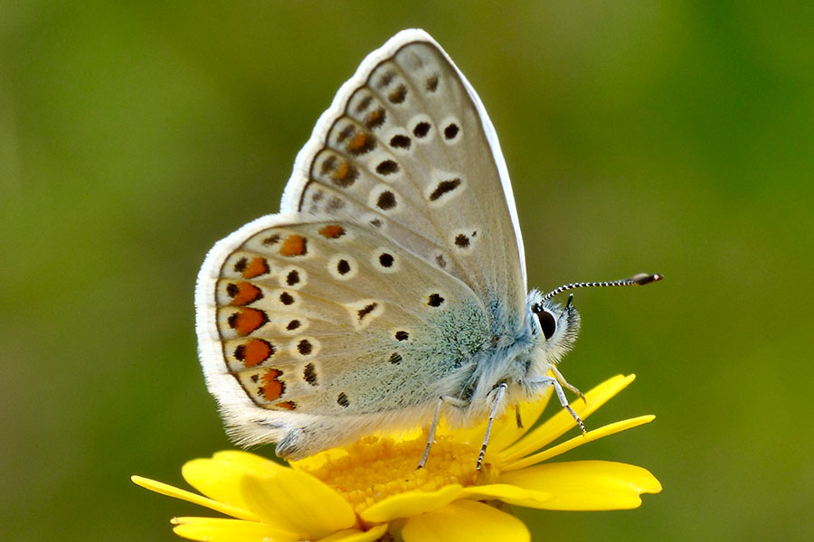 6:  Common Blue (<i>Polyommatus icarus</i>). Dassia 17/04/2017 Photo &copy; Dan Danahar 2017