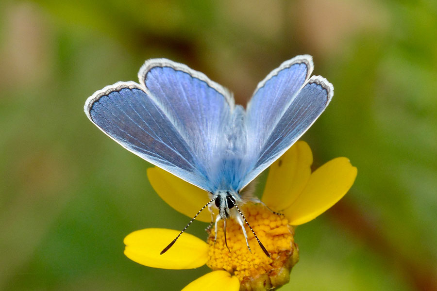 2:  Common Blue (<i>Polyommatus icarus</i>). Dassia 17/04/2017 Photo &copy; Dan Danahar 2017