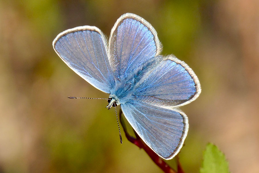 1:  Common Blue (<i>Polyommatus icarus</i>). Dassia 17/04/2017 Photo &copy; Dan Danahar 2017